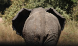 Elefantenbulle / bull elephant