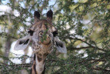 Thornicroft’s Giraffe