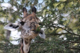 Thornicroft's Giraffe