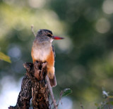 chestnut-bellied kingfisher / Braunbauchliest