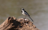 African pied wagtail / Witwenstelze