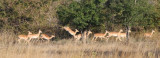 Impalas