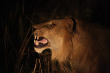 Flehmen