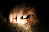 lions mating