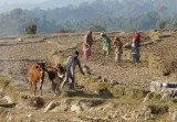 BIR---FARM.jpg