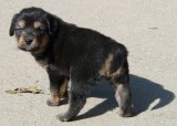 CHOLING-GUARD-DOG.jpg