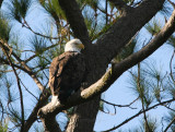 12-20-09 eagle 1657.jpg