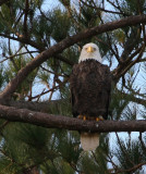 12-20-09 eagle 1660.jpg