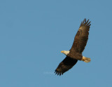 12-28-09 eagle 3338.jpg