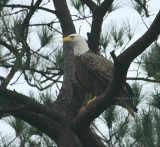 12-31-09 foggy day eagle 3816.jpg