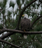 1-1-10-eagle-4691.jpg