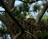 1-24-10 eagle 5091.jpg