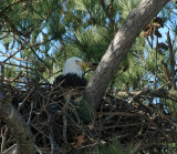 2-1-10-female-eagle-6109.jpg
