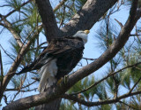 2-7-10-female-eagle-6896.jpg