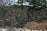 AREA OF NEST 2-7-10 6684.jpg