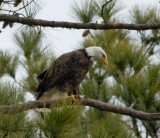 2-13-10-eagle-male-7281.jpg