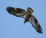 2-14-10 juvie eagle no band LT 7516.jpg