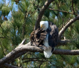 2-21-10-eagle-female-8287.jpg