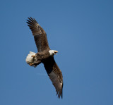 3-6-10-female-eagle-fish-9292.jpg