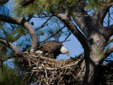 3-10-10-female-eagle-eating-fish-9405.jpg