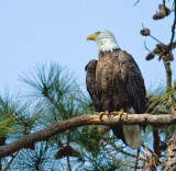 3-21-10-eagle-male-2-2898.jpg