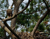 3-25-10-eaglet-poop-shot-3485.jpg