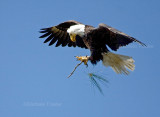 3-27-10-female-with-branch-4082.jpg