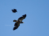 3-27-10-juvie-intruder-3772.jpg