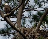 4-3-10-eagle-family-8445.jpg