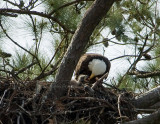 4-3-10-eaglet-eating-9072.jpg