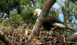 4-4-10-chick-9311.jpg