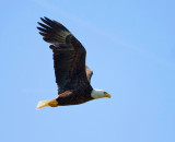 4-15-10-male-2533.jpg