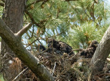 4-17-10-3-eaglets-3401.jpg