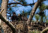 4-30-10-5700-eaglets.jpg