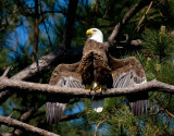 4-30-10-5962-female.jpg