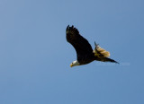 5-1-10 7221 male.jpg