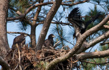 5-15-2010-0325-NC-branching.jpg