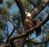 5-15-10-0698-female.jpg