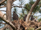 5-16-10-0893-3-eaglets.jpg