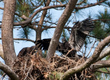 5-16-10-0969-moving-branches.jpg