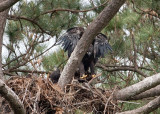 5-16-10-1141-both-talons-up.jpg