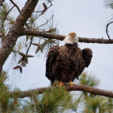 5-18-10-1703-male.jpg