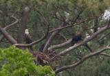 5-23-10-3695-branching.jpg