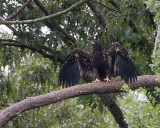 5-29-10-5967-NC-after-fall.jpg