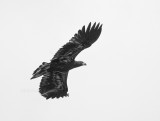 5-30-10-7345-nc-bw.jpg