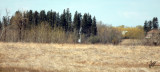 IMG_6235 View of Camera from path to Viewing Platform - 400mm lens