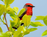 Flycatcher, Vermillian