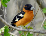 Grosbeak, Black-headed