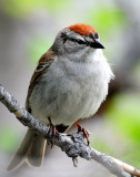 Sparrow, Chipping