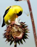 Goldfinch, American